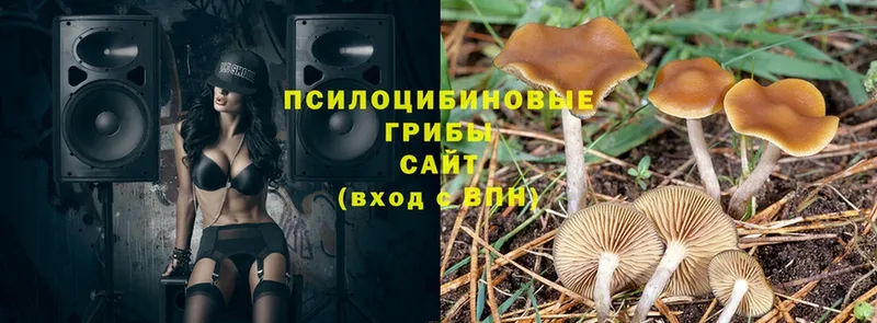 Псилоцибиновые грибы Cubensis  blacksprut зеркало  Камень-на-Оби  где продают наркотики 